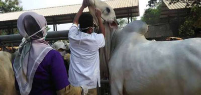 Hewan Kurban Sehat di Bengkalis Dipasang Label